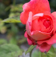 Skønhedens Rose