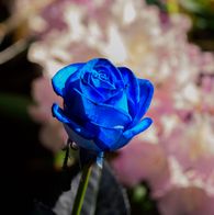Blå Rose