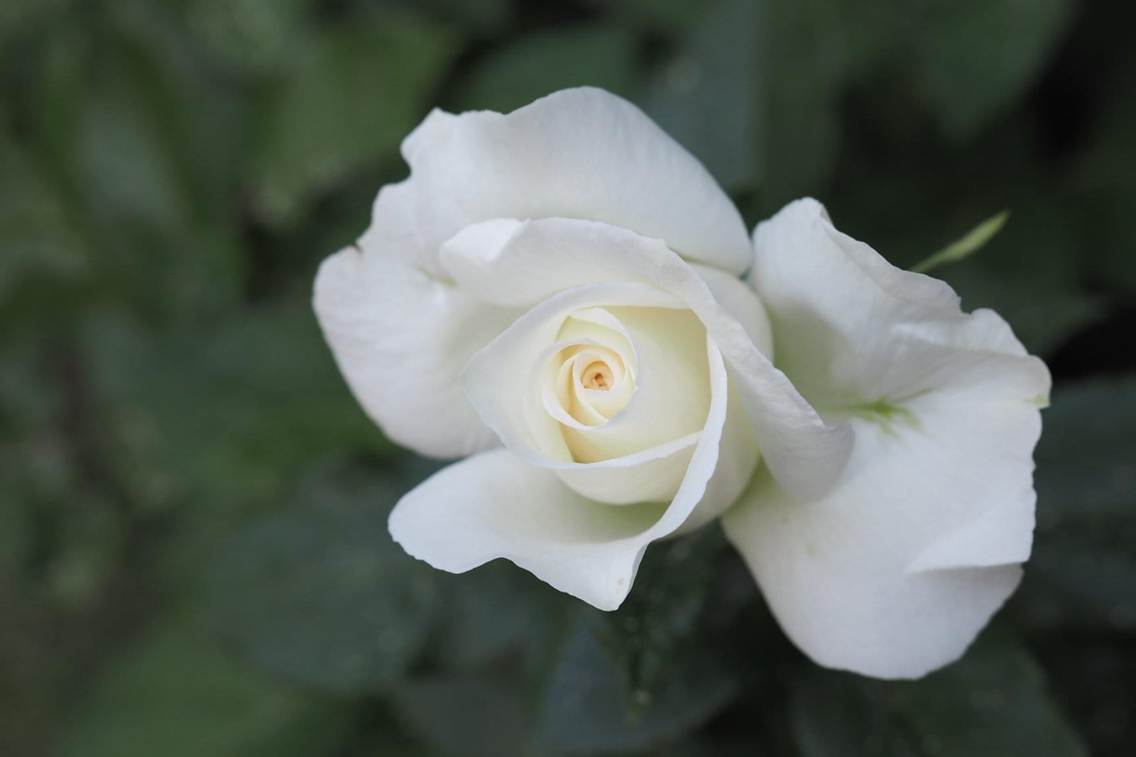 Hvide Rose