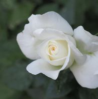 Hvide Rose
