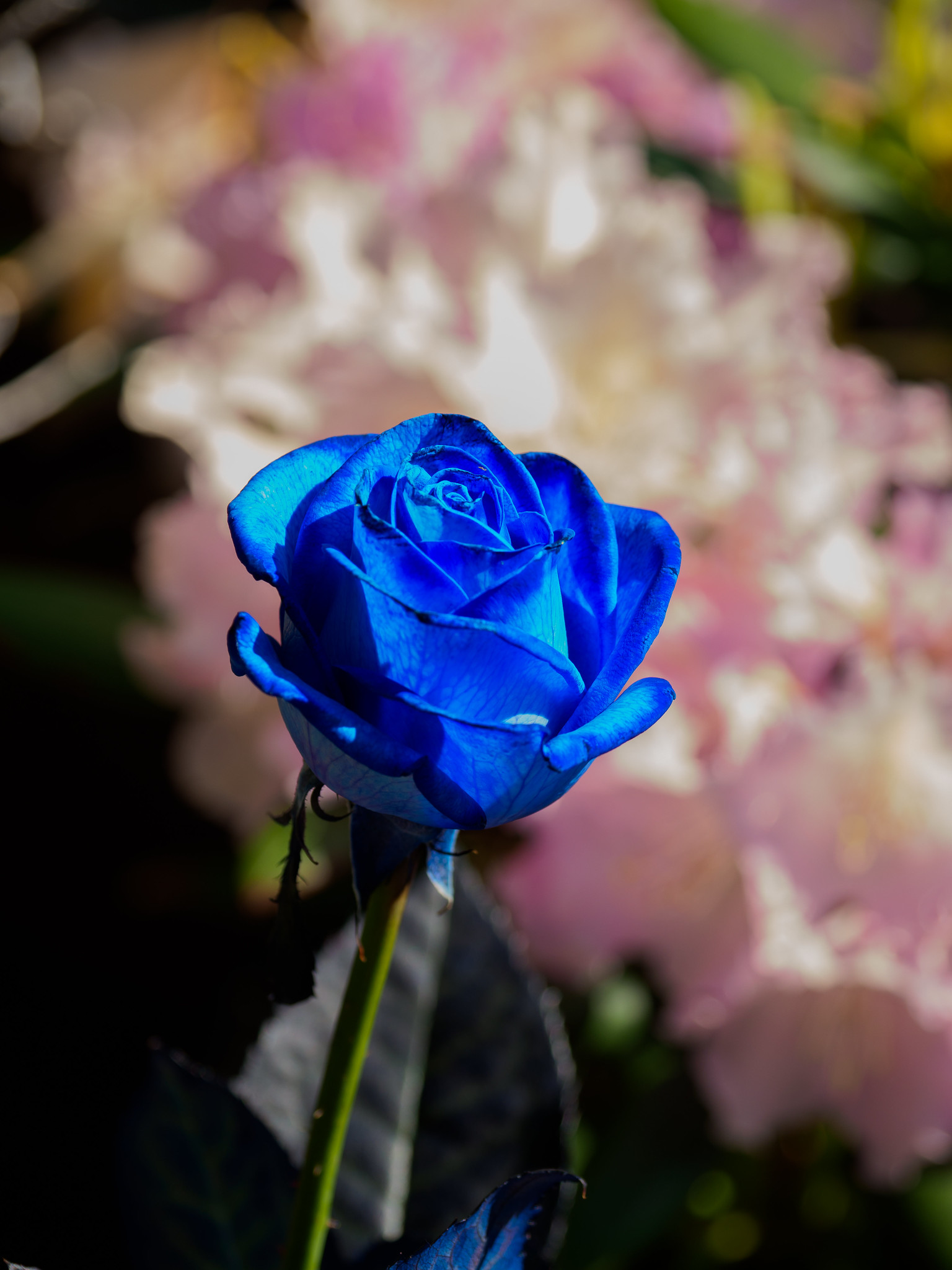 Blå Rose