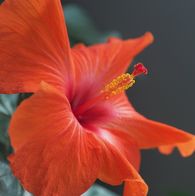 Hibiscus blomst