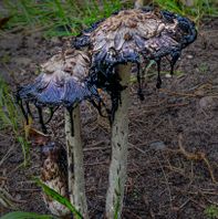 Kødædende svampe